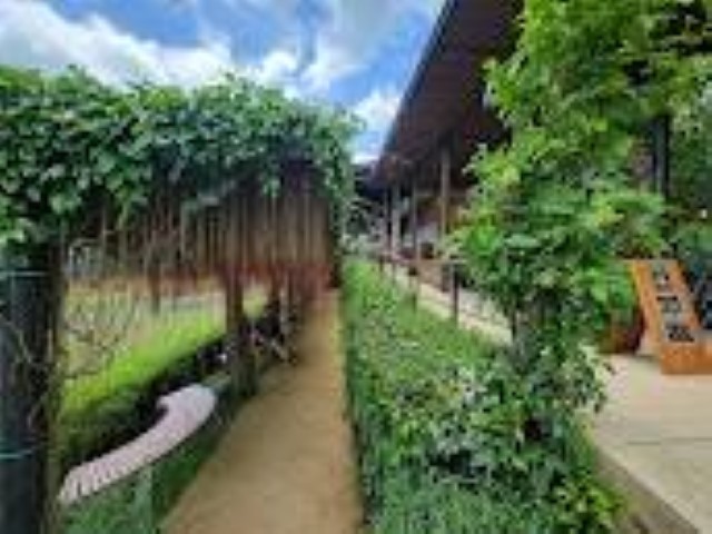 Monsoon Valley Vineyard